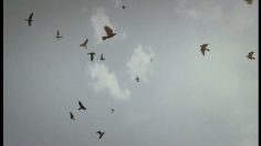 poster-5620-protest-boardwear-protest-bad-weather-236x132