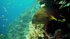 poster-5669-protection-environnement-le-terrible-predateur-236x132