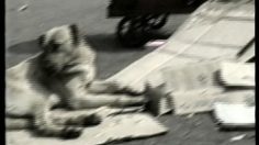 poster-571-protection-animaux-dog-236x132