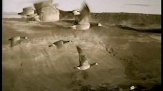 poster-5760-citroen-citroen-nouvelles-frontieres-oiseaux-migrateurs-236x132