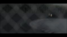 poster-5830-renault-megane-xv-de-france-les-rugbymans-236x132