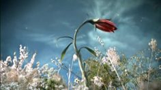 poster-5872-haagen-dazs-helpthehoneybees-com-opera-236x132