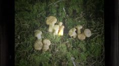 poster-6015-volkswagen-golf-photographe-236x132