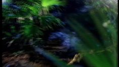 poster-6168-nesquik-nesquik-bonbons-perdu-dans-la-foret-236x132