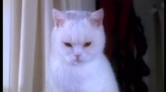 poster-620-catsan-pentmouse-236x132