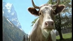 poster-6236-milka-chocolat-au-lait-love-236x132