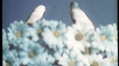 poster-6252-nouvelles-galeries-boutique-bonheur-les-oiseaux-236x132