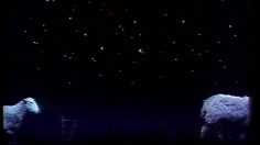 poster-6334-rai-sheep-236x132