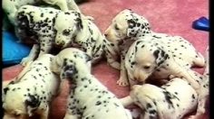 poster-6335-rai-dogs-236x132