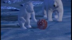 poster-6351-coca-cola-baby-seal-236x132