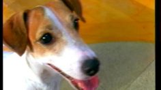 poster-639-gateaux-house-le-chien-236x132