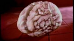 poster-6394-paris-premiere-chaine-de-television-le-cerveau-236x132