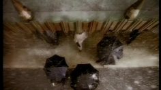 poster-6428-croix-rouge-couples-236x132