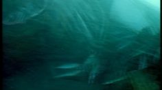 poster-6450-levi-s-501-mermaids-236x132