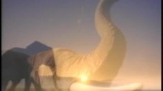 poster-6467-snickers-elephant-walk-236x132