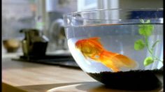 poster-648-avista-ecole-de-langue-goldfish-236x132