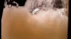 poster-6482-brahma-biere-new-label-236x132