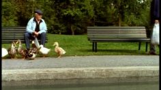 poster-650-swedbank-feeding-the-ducks-236x132