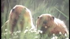 poster-6511-doritos-chips-les-castors-236x132