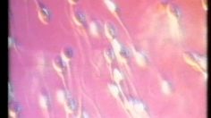 poster-6534-swatch-st-valentin-spermatozoide-236x132