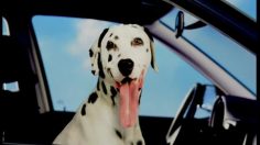 poster-6548-volkswagen-polo-le-dalmatien-236x132