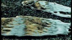 poster-6556-michelin-energy-les-feuilles-236x132