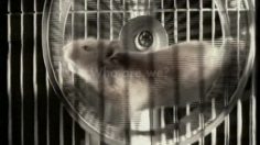 poster-6652-volkswagen-golf-gti-souris-236x132