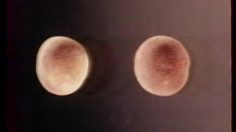 poster-6669-andre-retomber-sur-ses-pieds-236x132