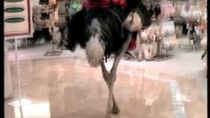 poster-6794-cherry-coke-autruche-236x132