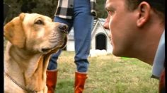 poster-6795-polaroid-dog-breeder-236x132