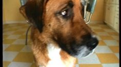 poster-6798-polaroid-one-step-dog-and-cat-236x132