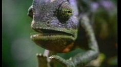 poster-6842-budweiser-menace-236x132