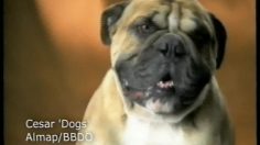 poster-691-cesar-tel-chien-tel-maitre-236x132