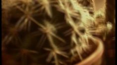 poster-6994-calor-appareil-massant-cellulite-236x132