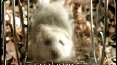 poster-7006-levi-s-hamster-236x132