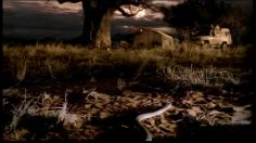 poster-7017-lion-barre-le-serpent-236x132