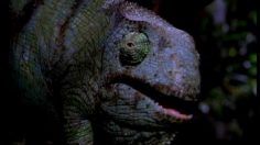 poster-7020-budweiser-alibi-236x132