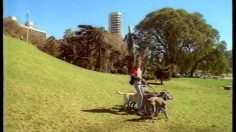 poster-7034-disco-les-chiens-236x132