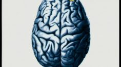 poster-7055-smart-cerveau-236x132