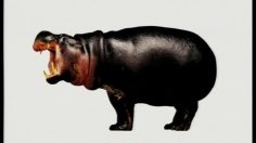 poster-7062-smart-pet-d-hippopotame-236x132