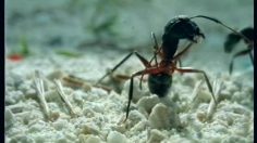 poster-7080-norauto-amortisseurs-fourmis-236x132