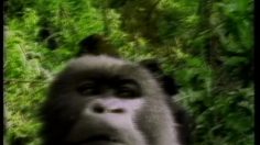 poster-7117-sanatogen-vitamines-les-gorilles-236x132