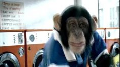 poster-7219-omo-tablets-laverie-236x132