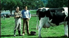 poster-7441-msn-com-la-vache-236x132