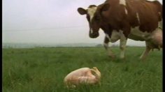 poster-7449-cartoon-network-chaine-de-television-vache-et-poulet-236x132