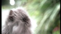 poster-7479-mcdonald-s-chacun-son-tour-236x132