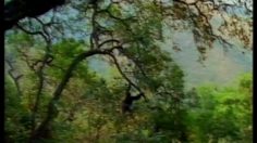 poster-7499-hbo-television-chimps-236x132