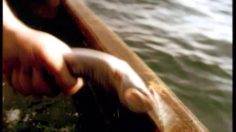 poster-7506-solo-boat-236x132