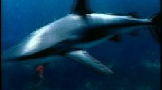 poster-7560-pepsi-bike-236x132