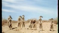 poster-7781-clorets-meercats-236x132